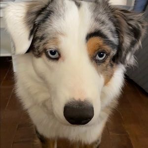 Meet your Posher, Nicky